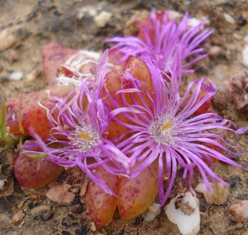 Diplosoma retroversum flowers tired